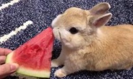 网红兔子吃瓜,揭秘娱乐圈幕后真相