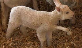 小羊妈妈爆料视频,揭秘育儿日常与温馨瞬间